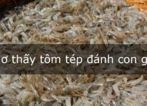 mơ thấy tôm tép