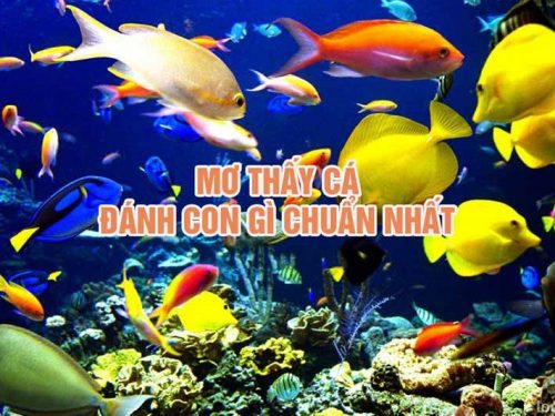 nằm mơ thấy cá đánh đề con gì? giải mã giấc mơ thấy cá
